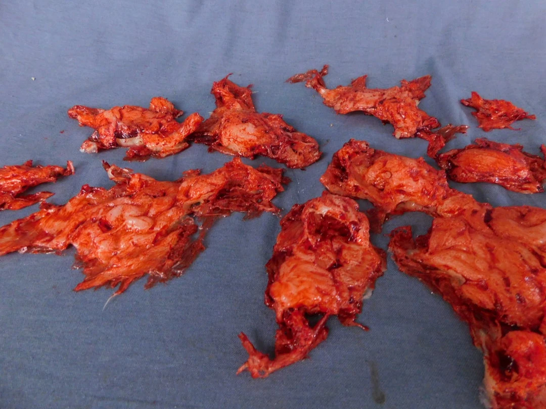 Dapper Cadaver Workshop Silicone Brain Chunks Prop Prop Organs 2 Dapper Cadaver Workshop Silicone Brain Chunks Prop Prop Organs