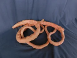 Dapper Cadaver Workshop 8ft Flex Intestines Prop Organs