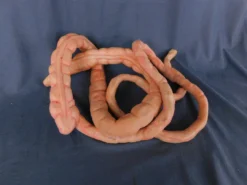 Dapper Cadaver Workshop 8ft Flex Intestines Prop Organs