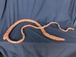 Dapper Cadaver Workshop 8ft Flex Intestines Prop Organs