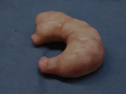 Dapper Cadaver Workshop Prop Organs Silicone Stomach Prop