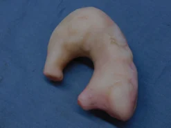 Dapper Cadaver Workshop Prop Organs Silicone Stomach Prop