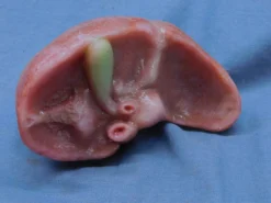 Dapper Cadaver Workshop Silicone Small Liver Prop