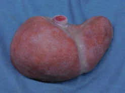 Dapper Cadaver Workshop Silicone Small Liver Prop