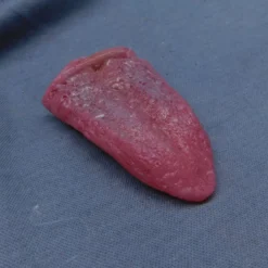 Dapper Cadaver Workshop Silicone Tongue