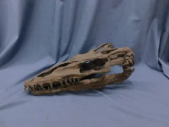 Gaston Design Mosasaur Skull Rental Dinosaur Props