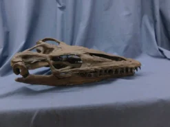 Gaston Design Mosasaur Skull Rental Dinosaur Props