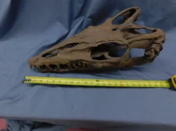 Gaston Design Mosasaur Skull Rental Dinosaur Props