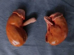 Dapper Cadaver Workshop Prop Kidney Pair