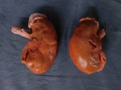 Dapper Cadaver Workshop Prop Kidney Pair