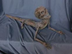 Dapper Cadaver Workshop New Haunt Props Alligator Boy Gaff