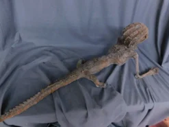 Dapper Cadaver Workshop New Haunt Props Alligator Boy Gaff