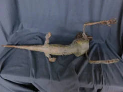 Dapper Cadaver Workshop New Haunt Props Alligator Boy Gaff