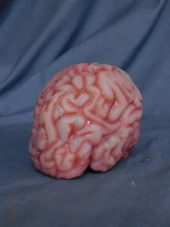 Dapper Cadaver Workshop Lifesize Brain, Silicone Rubber