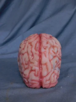 Dapper Cadaver Workshop Lifesize Brain, Silicone Rubber
