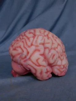 Dapper Cadaver Workshop Lifesize Brain, Silicone Rubber