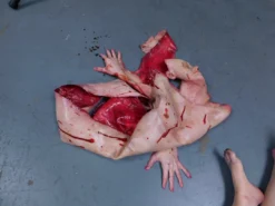 Dapper Cadaver Workshop Dura Jack Skin Miscellaneous Body Parts