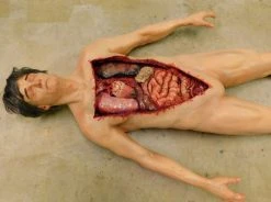 Dapper Cadaver Workshop Dura Internal Disease Autopsy Jack Body Autopsy & Medical