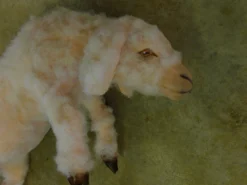 Dapper Cadaver Workshop Butcher Shop Wooly Yearling Lamb