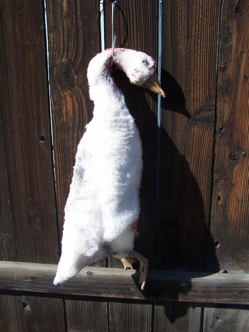 Dapper Cadaver Workshop Dead Farm Goose 2 Dapper Cadaver Workshop Dead Farm Goose