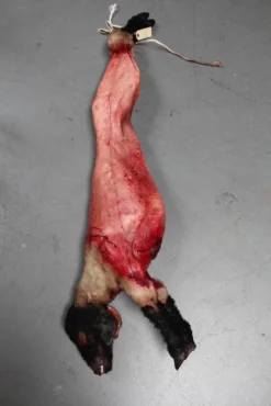 Dapper Cadaver Workshop Field Skinned Sheep