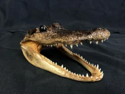 Chichester Taxidermy Alligator Head Reptiles, Sealife & More
