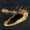 Chichester Taxidermy Alligator Head Reptiles, Sealife & More