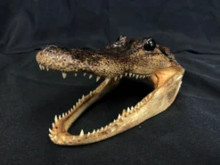 Chichester Taxidermy Alligator Head Reptiles, Sealife & More