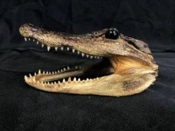 Chichester Taxidermy Alligator Head Reptiles, Sealife & More