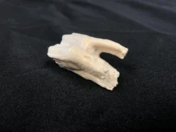 Chichester Cow Tooth Farm Animal Props