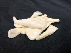 Chichester Water Buffalo Tooth