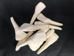 Chichester Water Buffalo Tooth