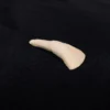Chichester Water Buffalo Tooth