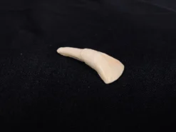Chichester Water Buffalo Tooth