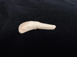 Chichester Water Buffalo Tooth