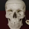 Skeletons And More Harvey The 1st Quality Medical Skull Skeletons, Skulls & Bones