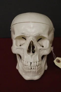 Skeletons And More Harvey The 1st Quality Medical Skull Skeletons, Skulls & Bones