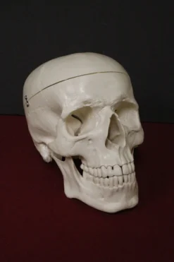 Skeletons And More Harvey The 1st Quality Medical Skull Skeletons, Skulls & Bones