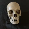 Skull Shoppe Skulls & Skeletons Ashwin Skull Rental