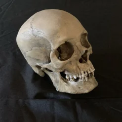 Skull Shoppe Ashwin Skull Skeletons, Skulls & Bones