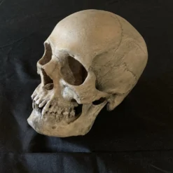 Skull Shoppe Ashwin Skull Skeletons, Skulls & Bones