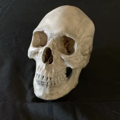 SkullReplica Skulls & Skeletons Cast James Skull Rental