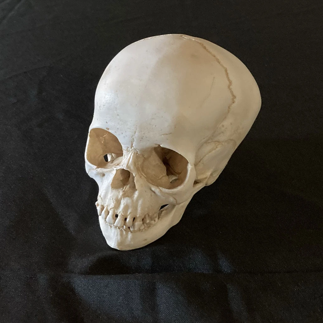 Skull Shoppe Toddler Skull Skeletons, Skulls & Bones 3 Skull Shoppe Toddler Skull Skeletons, Skulls & Bones