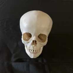 Skull Shoppe Toddler Skull Skeletons, Skulls & Bones