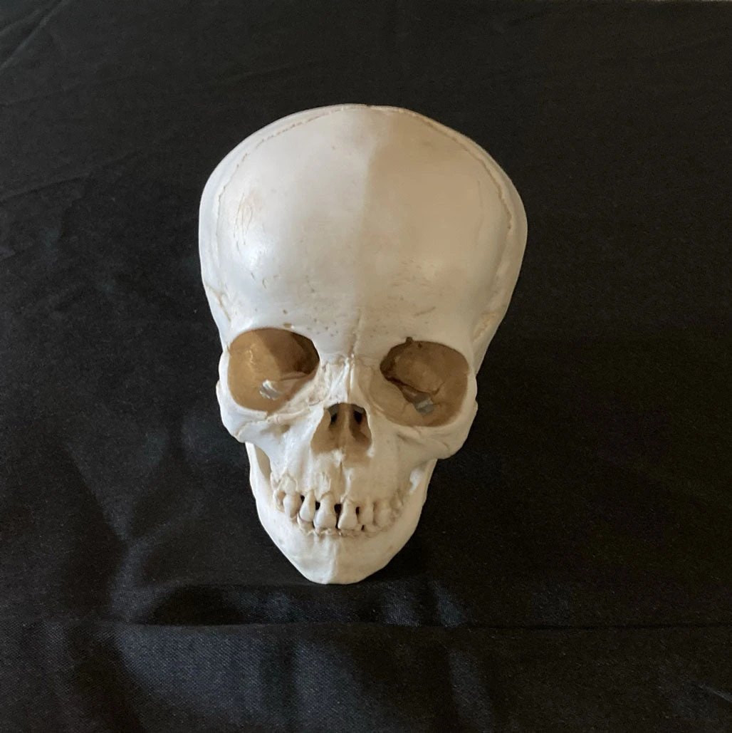 Skull Shoppe Toddler Skull Skeletons, Skulls & Bones 2 Skull Shoppe Toddler Skull Skeletons, Skulls & Bones