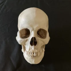 Skull Shoppe Kenzo Skull Rental Skulls & Skeletons