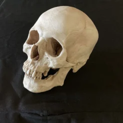 Skull Shoppe Kenzo Skull