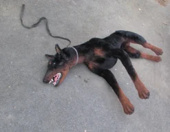 Dapper Cadaver Props Animal Props Lifelike Prop Doberman Dog Rental