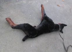 Dapper Cadaver Props Animal Props Lifelike Prop Doberman Dog Rental