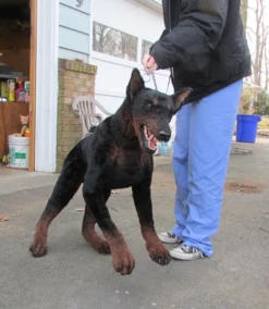 Dapper Cadaver Props Animal Props Lifelike Prop Doberman Dog Rental